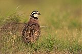 Northern Bobwhite